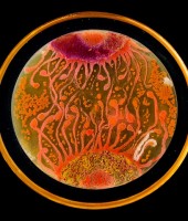 M. Berkmen, Maria P. Cobo. American Society for Microbiology Agar Art Contest 2015, People&#039;s Choice, Wikimedia Commons, CC BY-SA 4.0